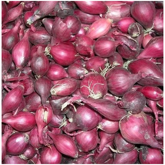Biologische Pootajuin Red Baron - 1KG