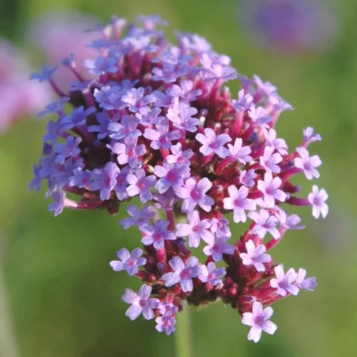 Verveine Bonariensis 'Lollipop' - Le pot de 2 litres