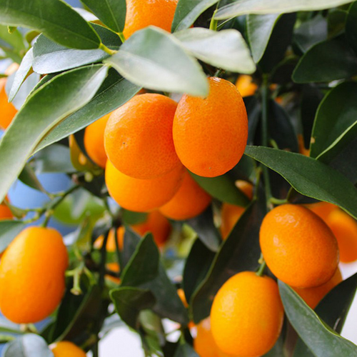 KUMQUAT (FORTUNELLA MARGARITA) - POT DE 5L - 1/4 TIGE