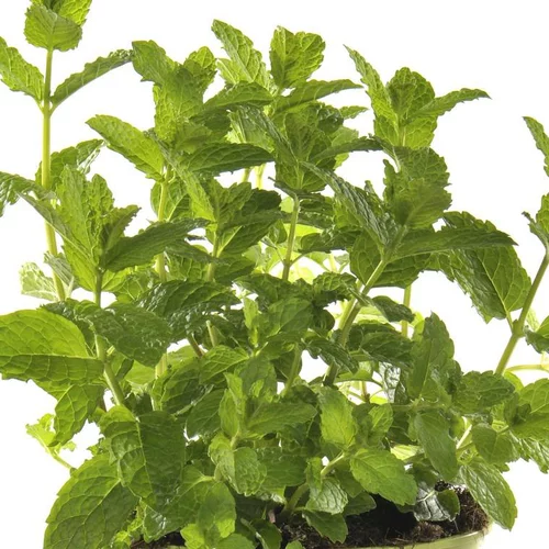 Menthe Corse - Le pot de 1 litre