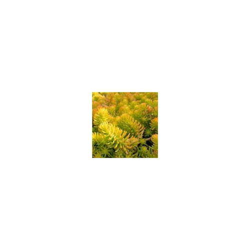 Sedum Reflexum Dore - Le pot de 1 litre