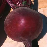 Betterave Rouge Bio. La barquette de 3 plants