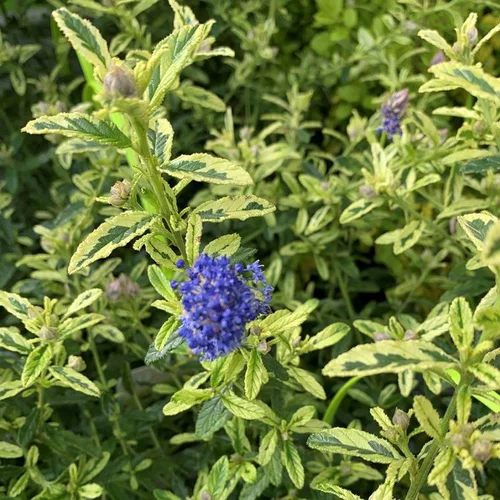 Ceanothus Thyrsiflorus El dorado bleu – C4