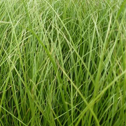 Laîche Phoenix Green - Carex Carex howardii phoenix green