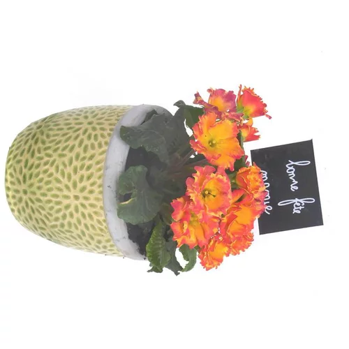 Primevère des jardins - Avec cache pot