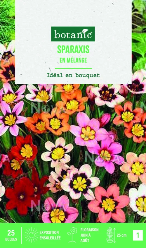 Bulbes de fleurs Sparaxis tricolor en mélange botanic® – 25 bulbes