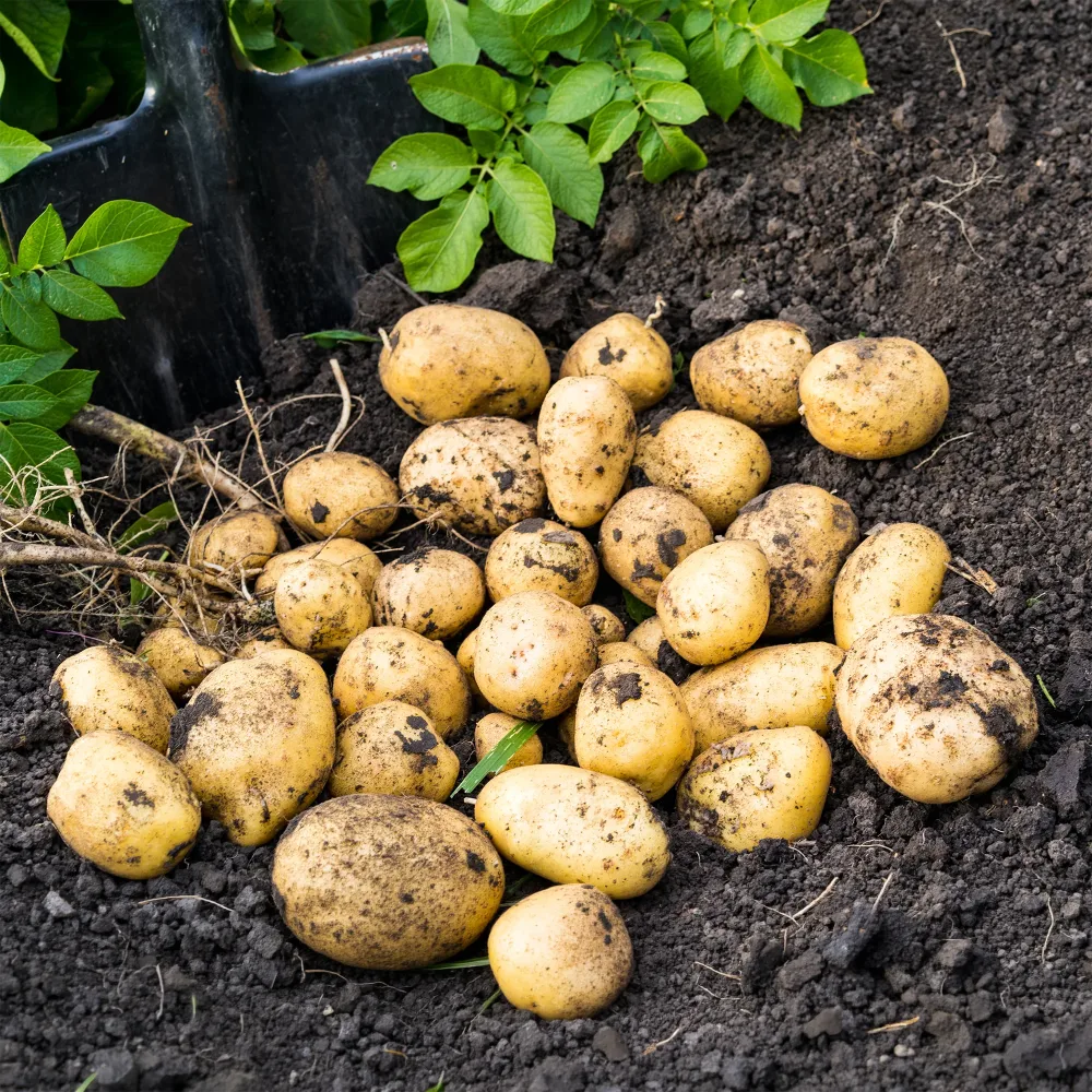25 Pommes de terre Blanche Bio Solanum tuberosum blanche (cn 991131)