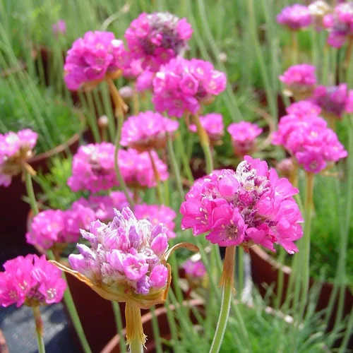 Armeria. Le pot de 3 litres