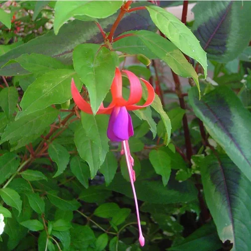 Fuchsia Riccartonii - Le pot de 3 litres
