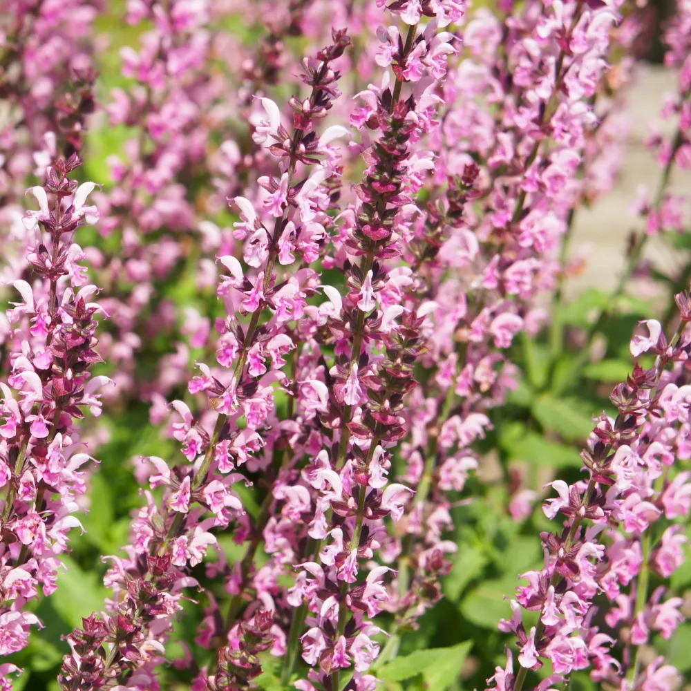 Sauge des bois Rose Marvel Salvia nemorosa rose marvel