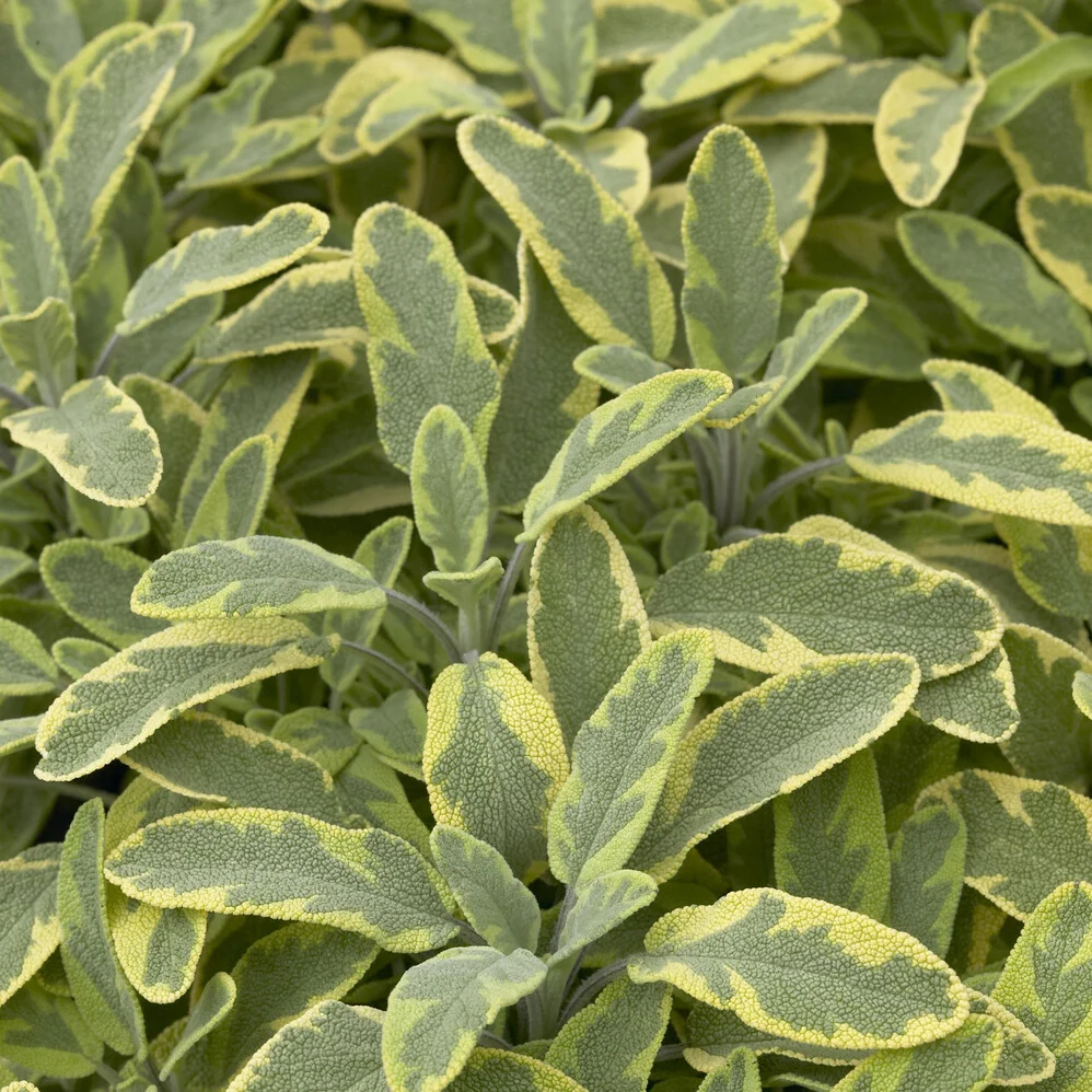 Sauge officinale Aurea Salvia officinalis Aurea