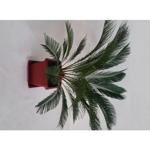 Cycas Revoluta ou faux palmier vert en pot carré de 13,5 L