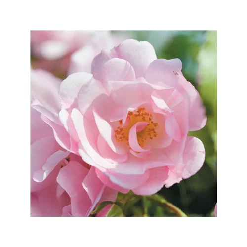 Rosier Mareva Rose – Pot bleu de 5L