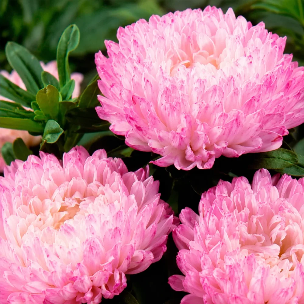 Reine Marguerite Garden Jewel Rose Callistephus chinensis garden jewel