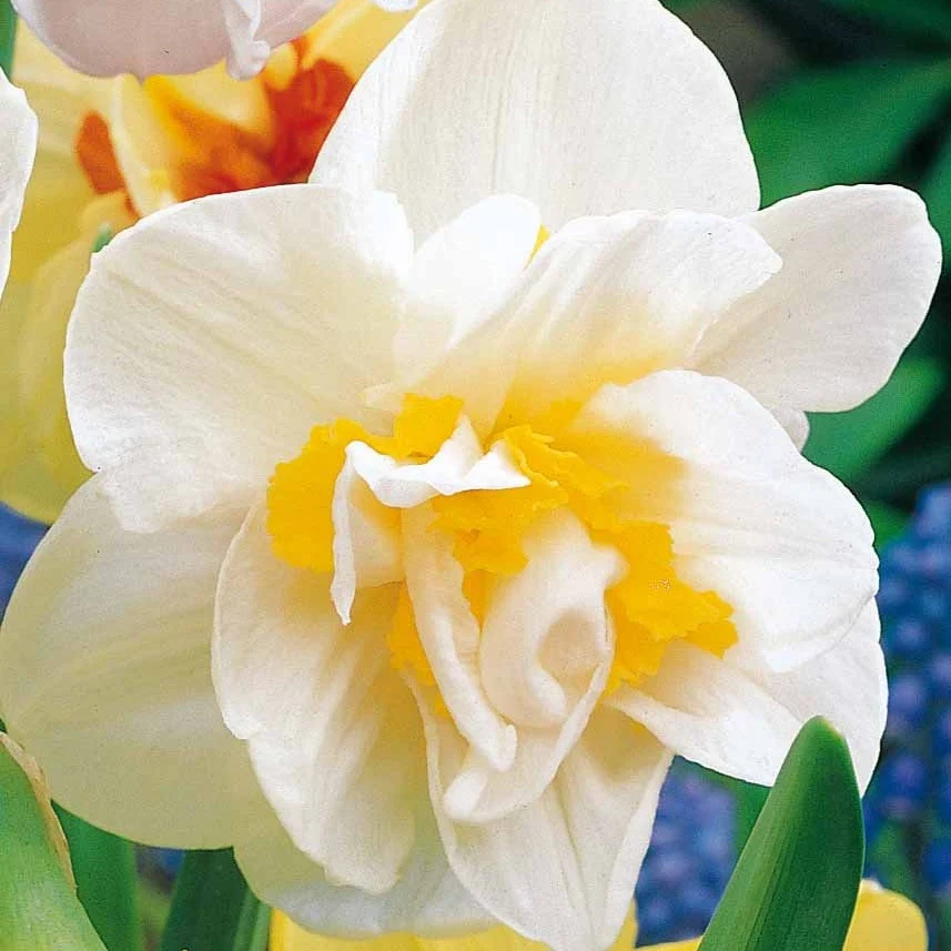 10 Narcisses à fleurs doubles White Lion Narcissus white lion