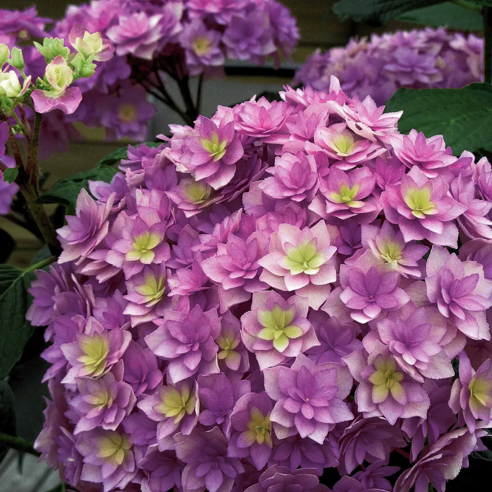 Hortensia Expression Hydrangea macrophylla 'youmesix' expression
