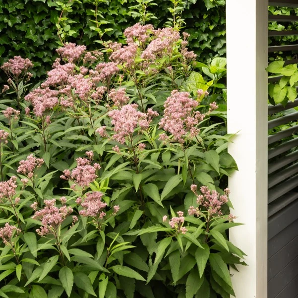 Eupatoire maculée Atropurpureum Eupatorium maculatum atropurpureum