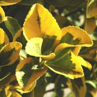 Fusain du Japon (EUONYMUS JAP. AUREOMARGINATUS) Le pot de 10 litres