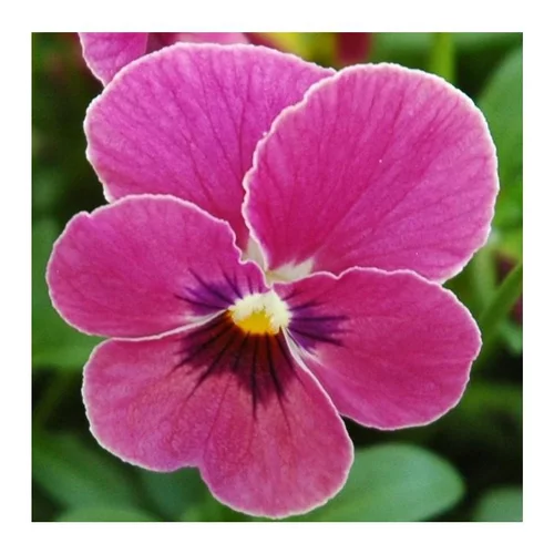 Pensée à grandes fleurs - Coupe de 23 cm