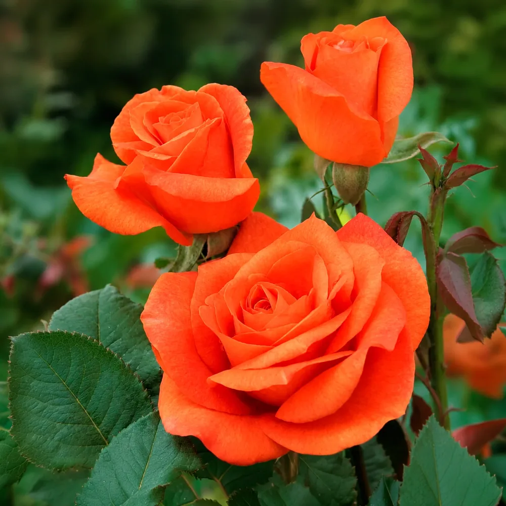 Rosier Orange Supreme Rosa orange supreme