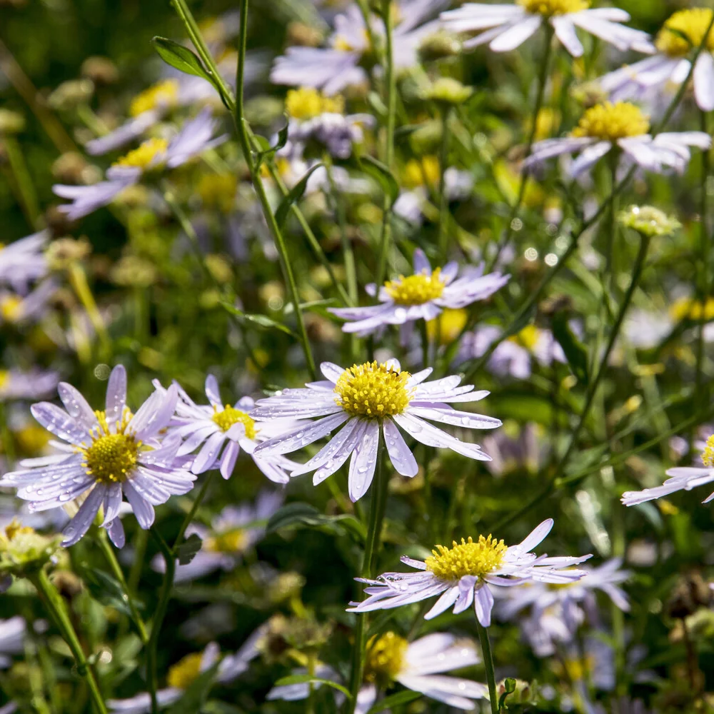 Kaliméris Charlotte Kalimeris incisa Charlotte