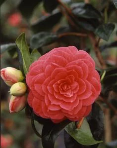 Camélia Japonica variée 40/50. Le pot de 4 litres