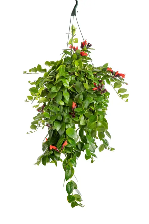 Aeschynanthus Mona Lisa vert. La suspension Ø 14 cm