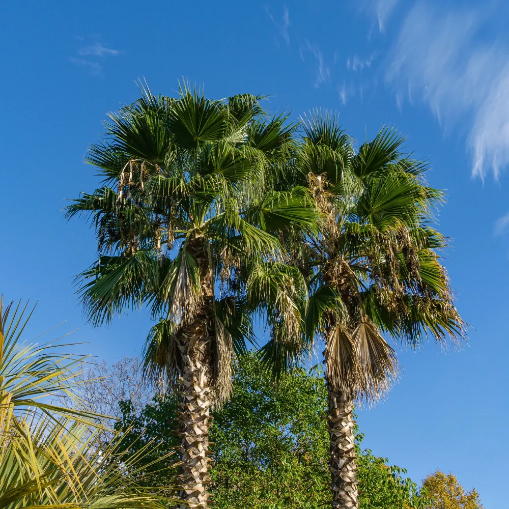 Palmier à jupon du Mexique Washingtonia robusta