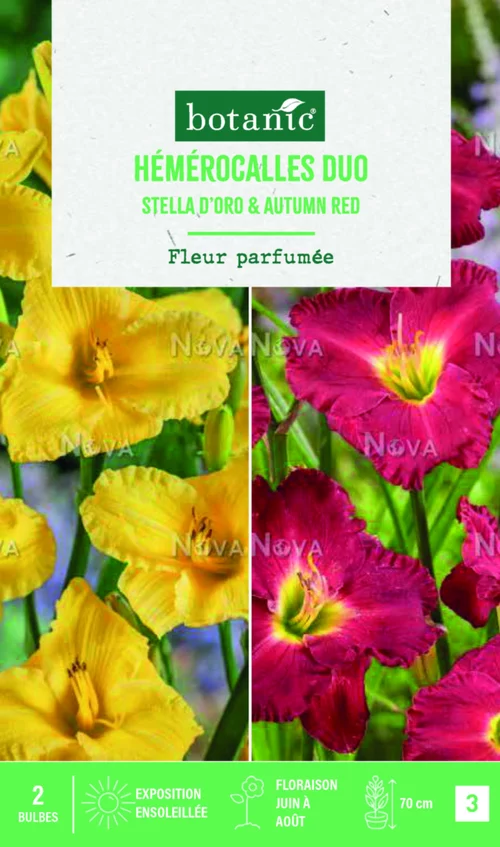 Bulbes de duo de fleurs Hémérocalles Stella d’oro / Autumn red ® - 1 bulbe