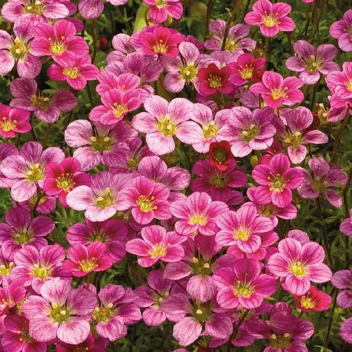 Saxifrage Mousse Rose - Le pot de 9 x 9 cm