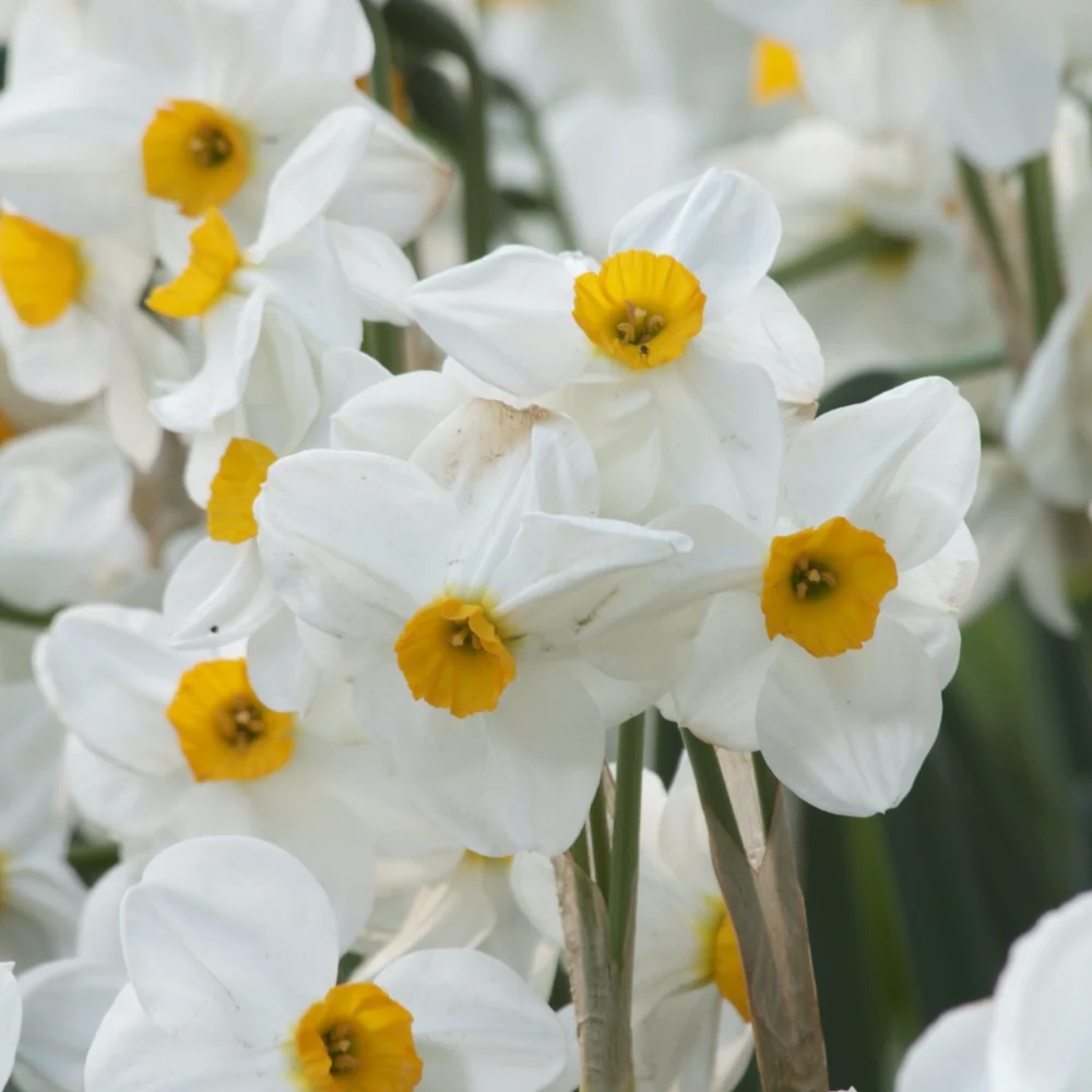 5 Narcisses Geranium Narcissus 'geranium'
