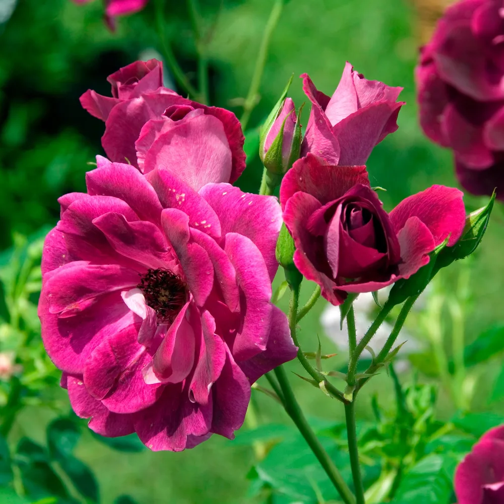 Rosier Burgundy Ice ® Rosa burgundy ice ®