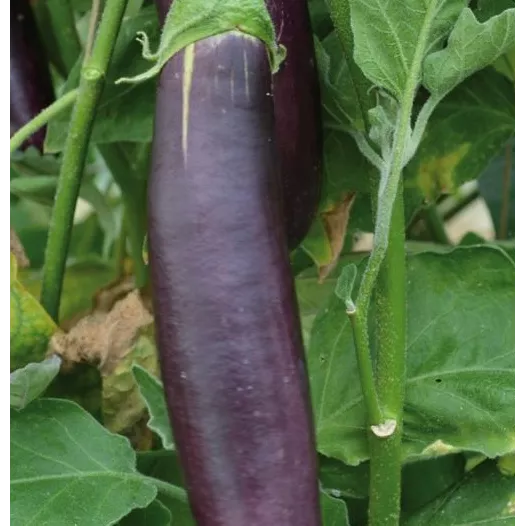 Biologische zaden van Aubergine lang paars uit Barbentane