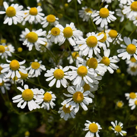 Kamille matricaria | Aromatische en Kruiden zaden