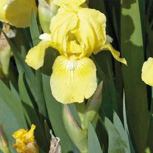 Iris Nain jaune - Le pot de 9 x 9 cm