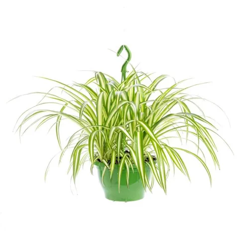 Chlorophytum - La suspension diam 27 cm