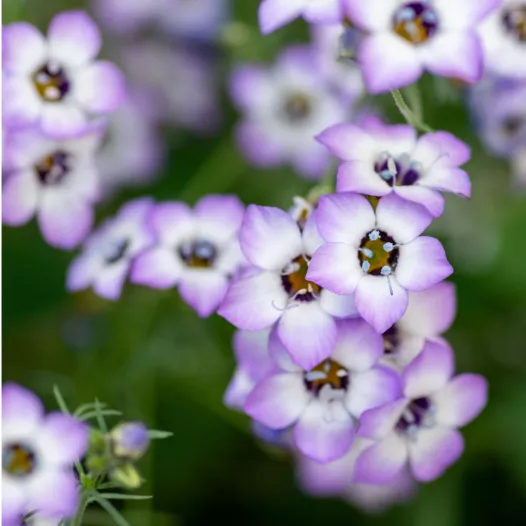 Driekleurige Gilia | Bio en reproduceerbare zaden