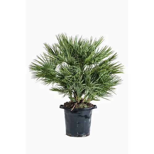 CHAMAEROPS HUMILIS