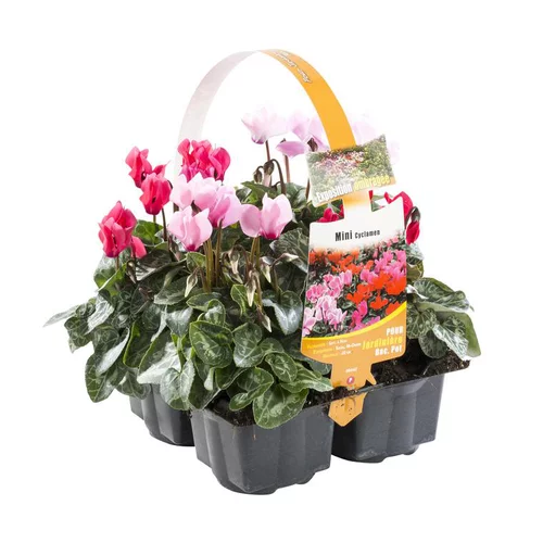 Mini Cyclamen - Le pack de 4 plants