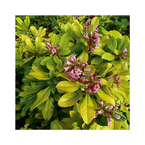 Escallonia gold brian en pot de 3 litres