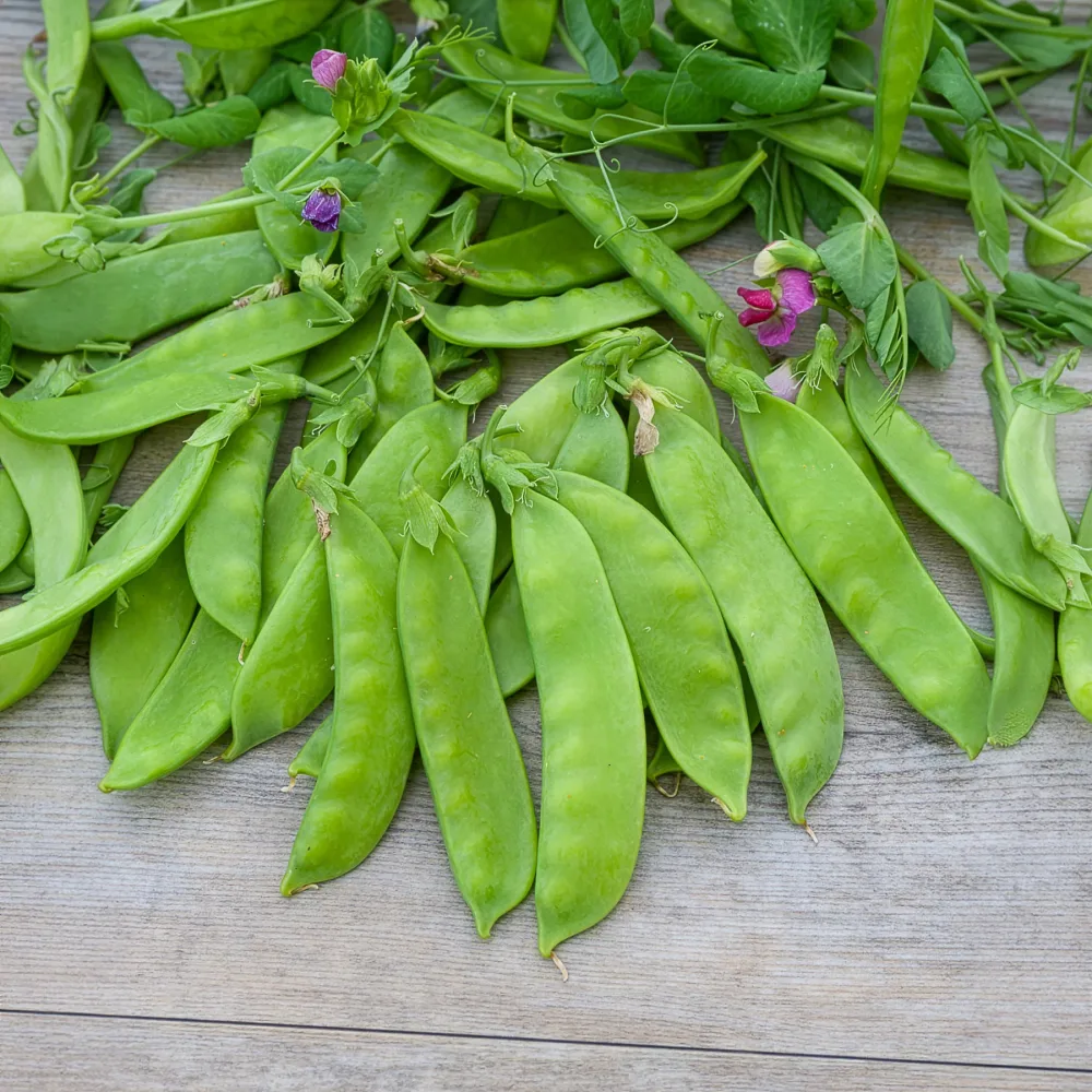 Pois à rames mangetout Corne de Bélier Pisum sativum corne de bélier