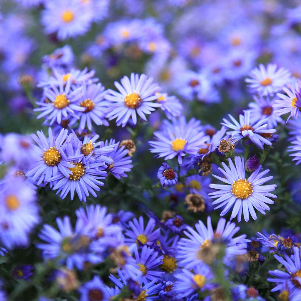 Aster dumosus Lady In Blue Aster dumosus Lady in Blue