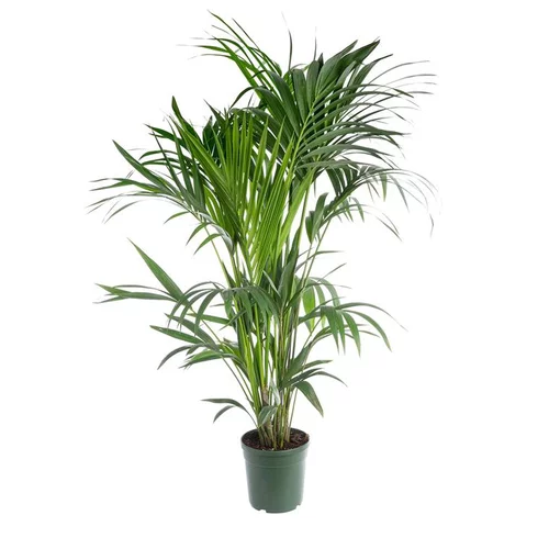 Palmier Kentia. Le pot Ø 21 cm