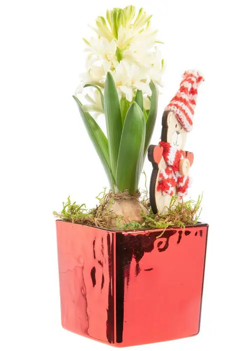 Jacinthe x 1 pot carré rouge laqué - 8 x 8 cm