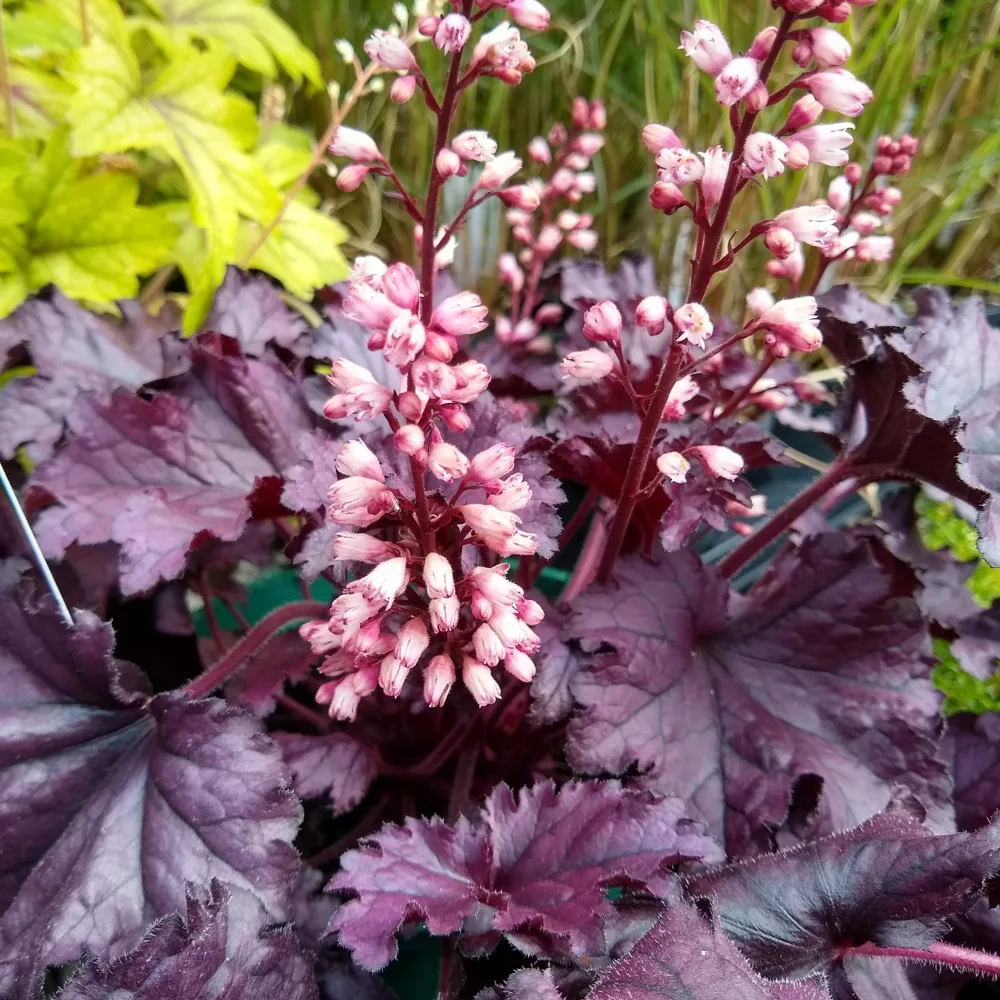 Heuchère Cassis Heuchera