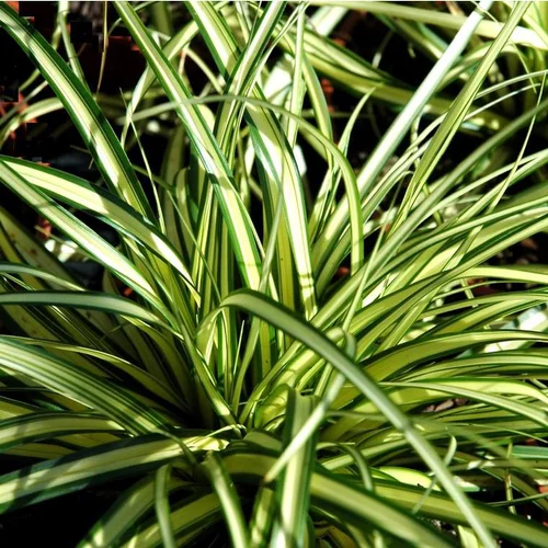 Carex ou Laîche à feuillage multicolore. Le pot de 7 litres