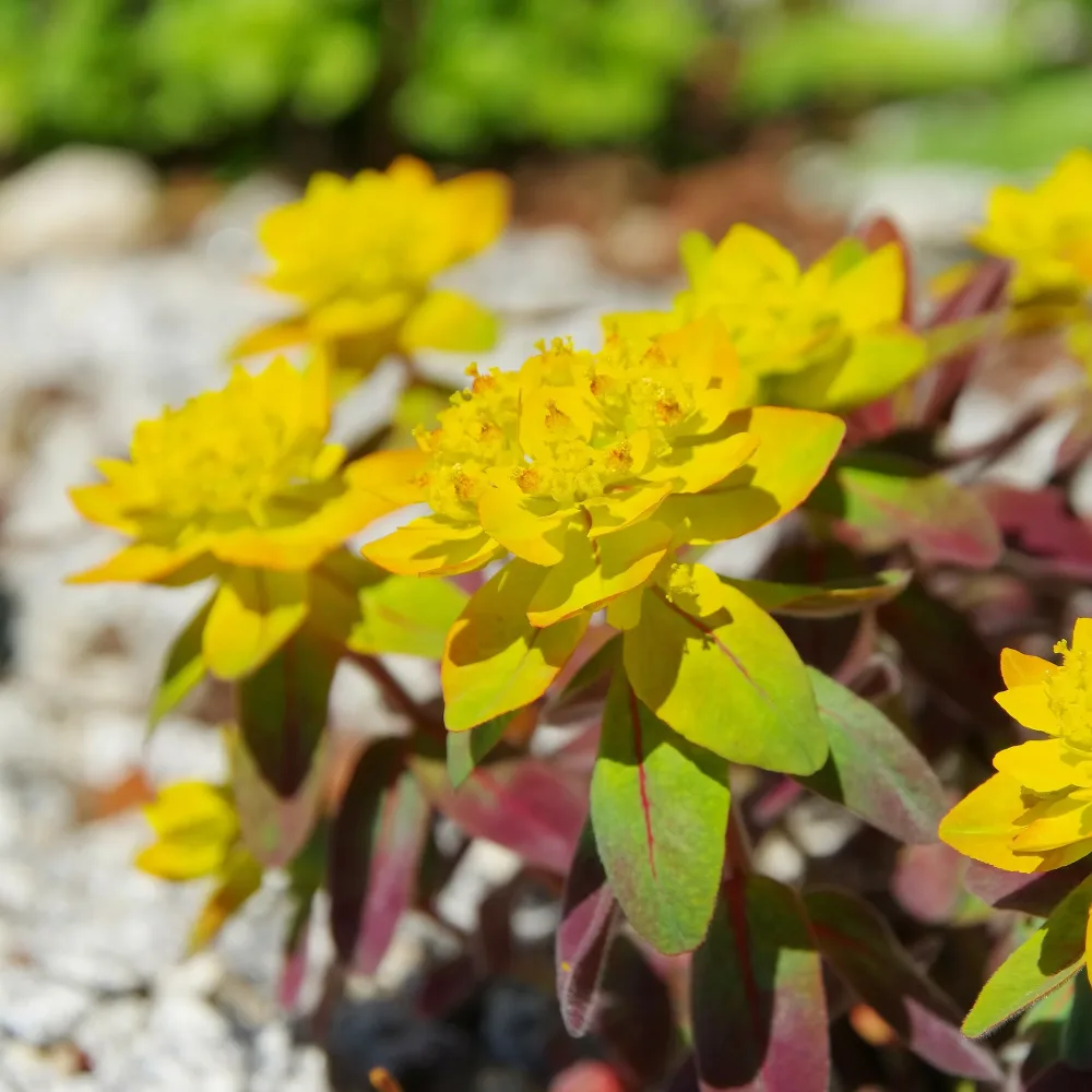 Euphorbe polychrome Purpurea Euphorbia polychroma purpurea