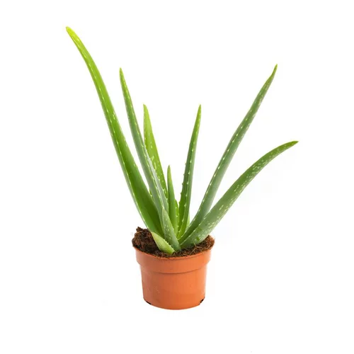 Aloe vera en pot H 35 x Ø 10,5 cm