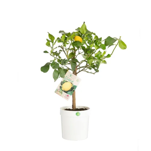 Citronnier carrubaro - en pot de 5 L