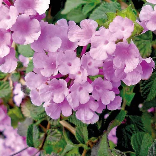 Lantana Sellowiana à fleurs roses - Le pot de 2,5 litres